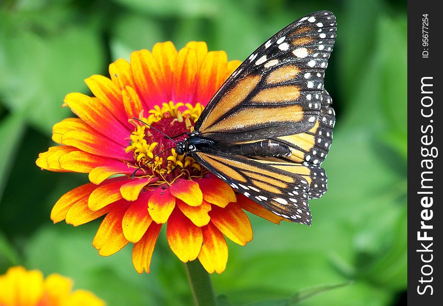 Butterfly, Flower, Monarch Butterfly, Moths And Butterflies
