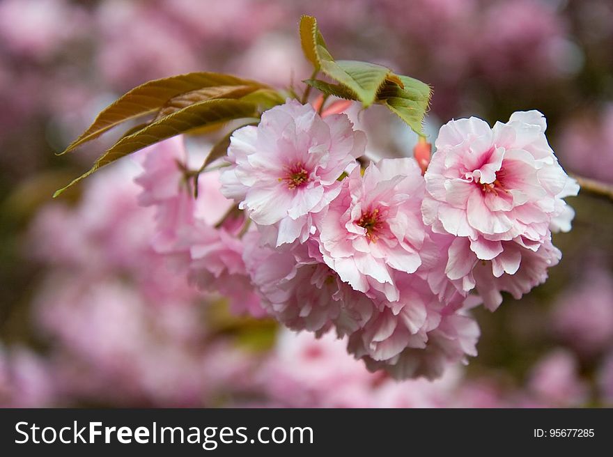 Flower, Pink, Blossom, Cherry Blossom