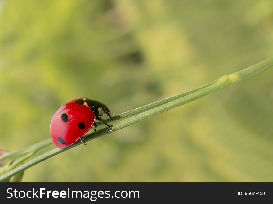 Insect, Ladybird, Beetle, Close Up