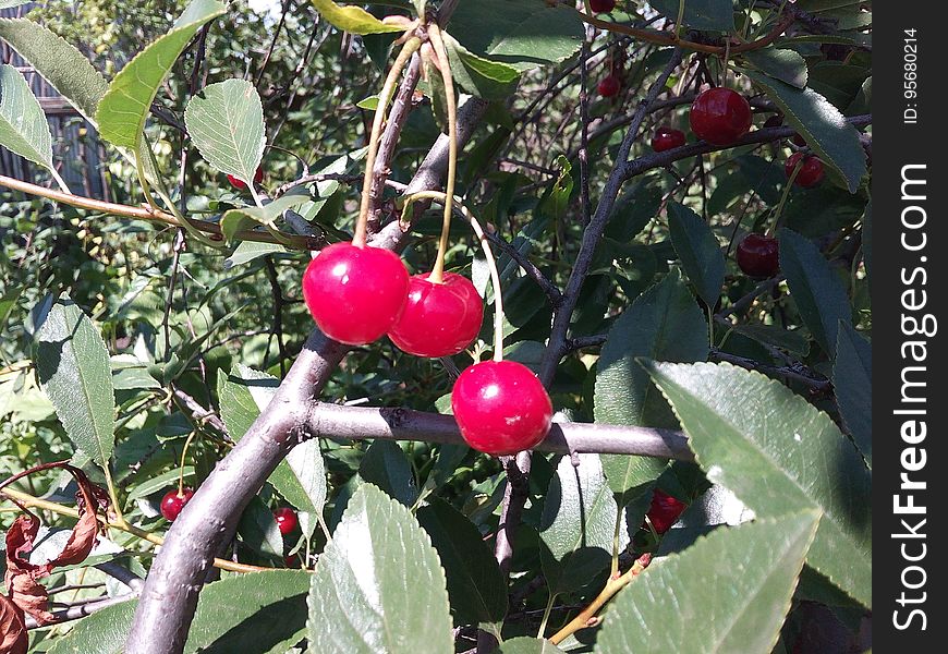 Ripe cherry berry on a branch. Ripe cherry berry on a branch