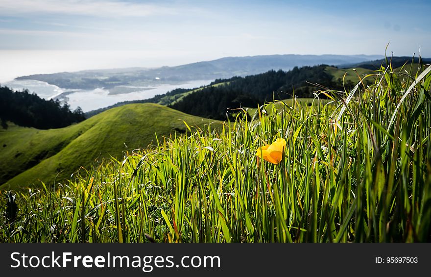 California Poppy on Mount Tamalpais