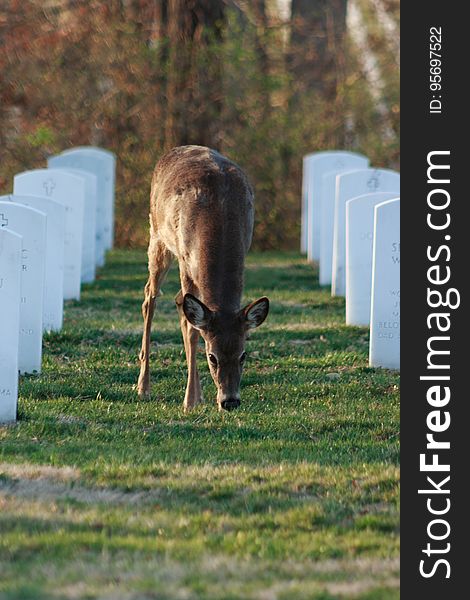Deer grazing in Jefferson Barracks National Cemetery. Deer grazing in Jefferson Barracks National Cemetery