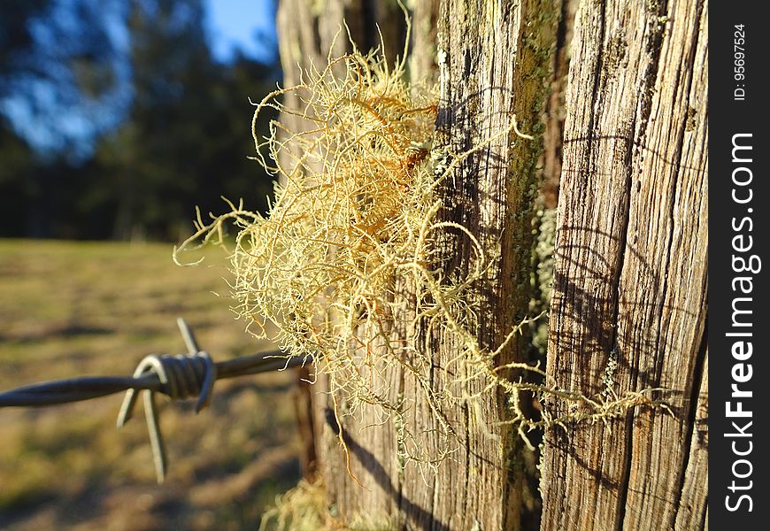 Barbed Fungi