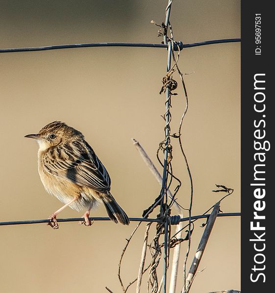 Portrait of small yellow songbird perched on wire fence in daylight. Portrait of small yellow songbird perched on wire fence in daylight.