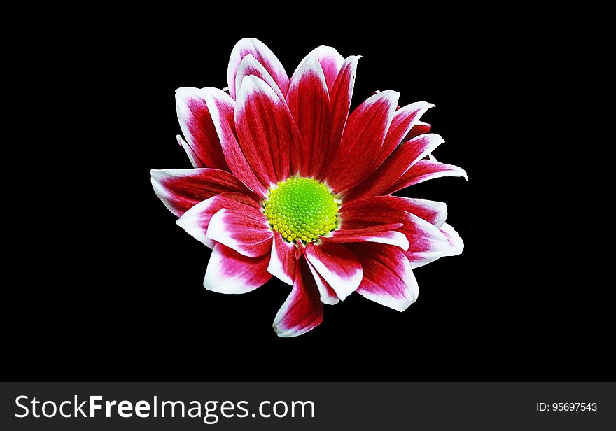 Red and white flower blossom with green stamen isolated on black. Red and white flower blossom with green stamen isolated on black.