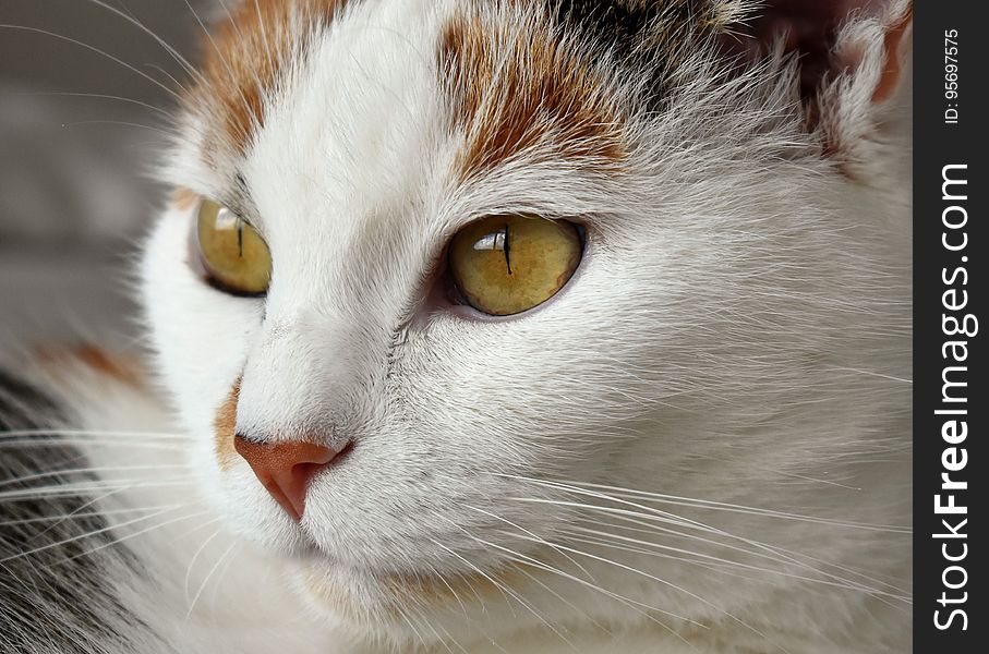 Profile portrait of calico domestic cat. Profile portrait of calico domestic cat.