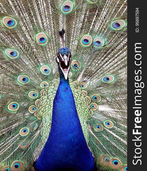 A close up of a peacock with spread feathers.