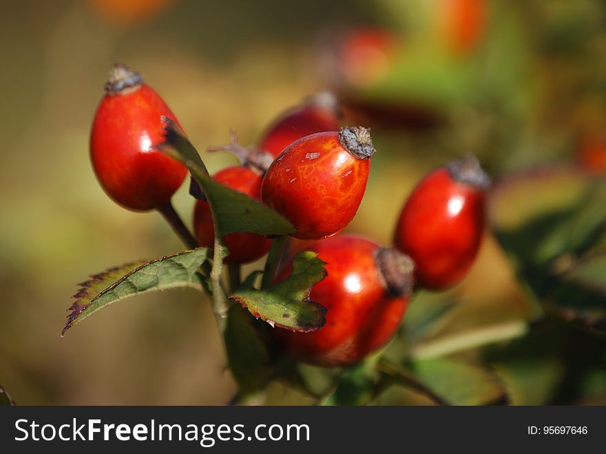Red Oval Fruits in Macro Lens