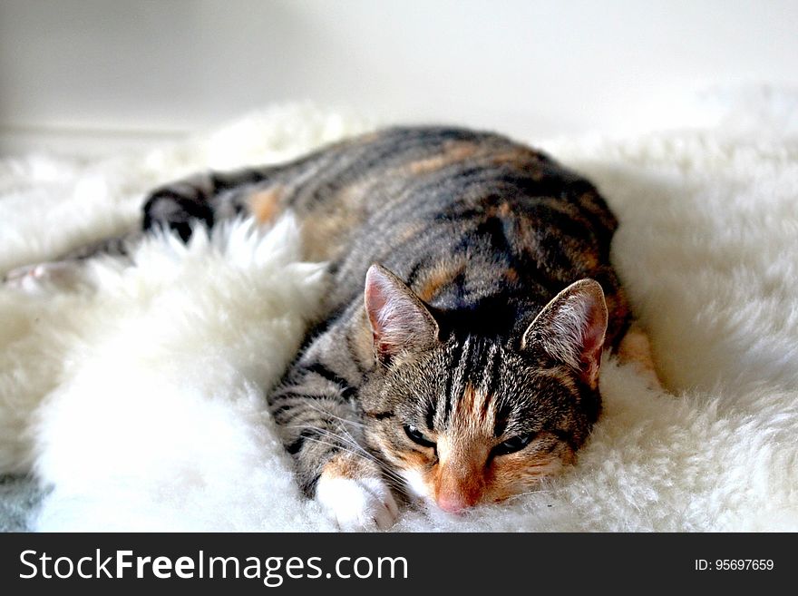 A close up of a tabby cat resting on a soft white blanket. A close up of a tabby cat resting on a soft white blanket.