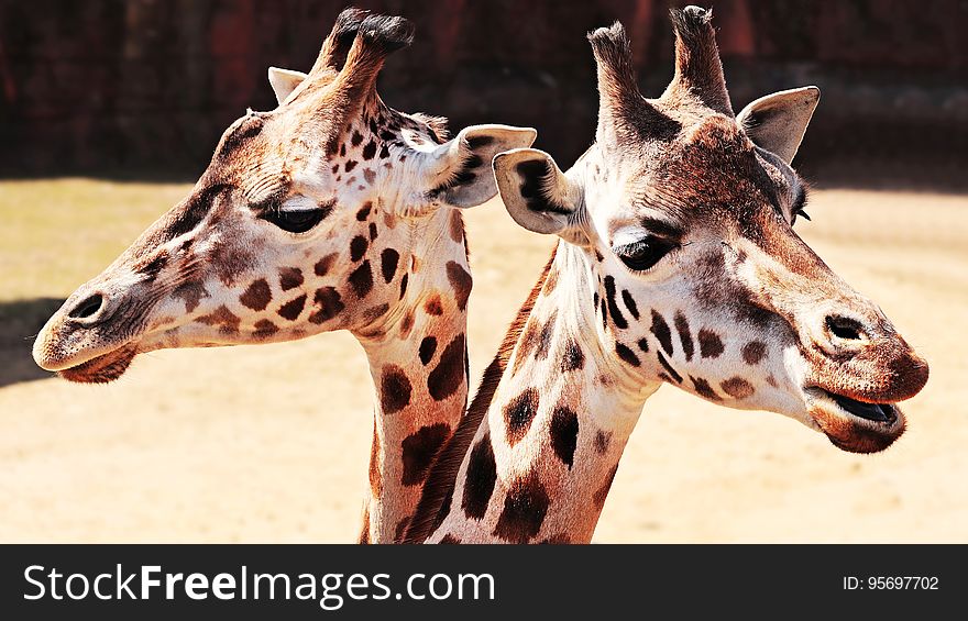 A portrait of a pair of giraffes in the zoo. A portrait of a pair of giraffes in the zoo.