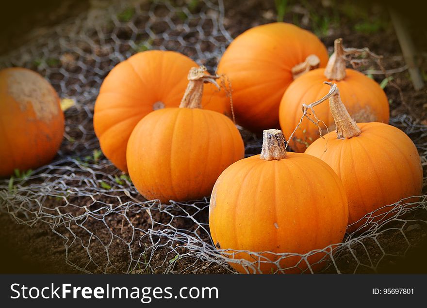 Ripe orange pumpkins on a mesh.