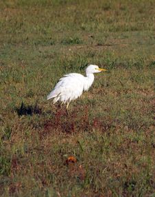 Egret Stock Photo Egret Stock Photo