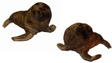 3D Walrus Stock Photos