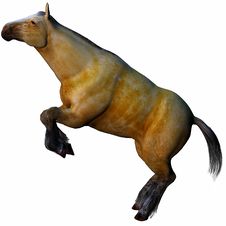 3D Beautiful Horse Stock Image