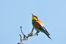 Bee Eaters Royalty Free Stock Photos
