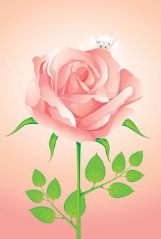 Pink Rose Stock Photo Pink Rose Stock Photo