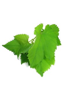 Green Grape Leaves Isolated Over White Royalty Free Stock Images Green Grape Leaves Isolated Over White Royalty Free Stock Images