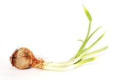 Onion Outbreak Royalty Free Stock Image