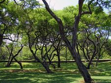 Nice Park With Huge Number Of Olive Trees Stock Photo Nice Park With Huge Number Of Olive Trees Stock Photo