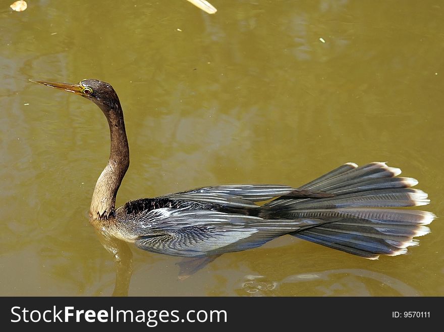 Wild anhinga in florida everglades