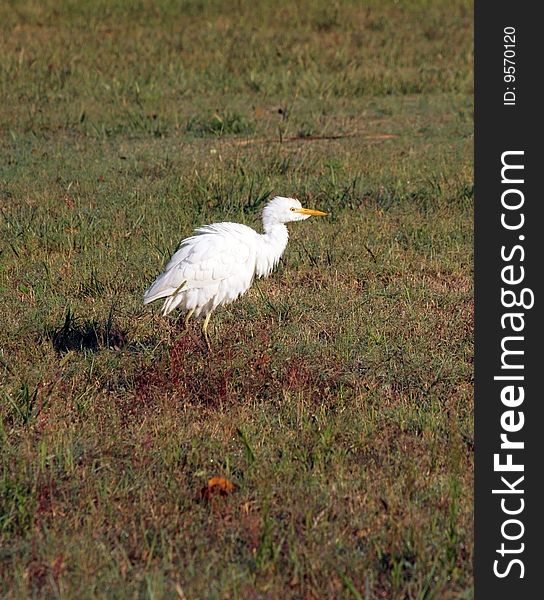 Egret feeding in florida everglades