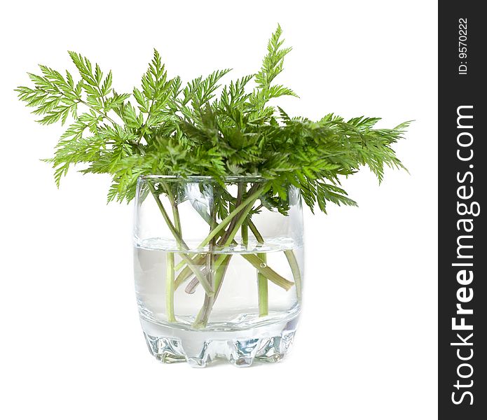 Green herb in glass with water on white background