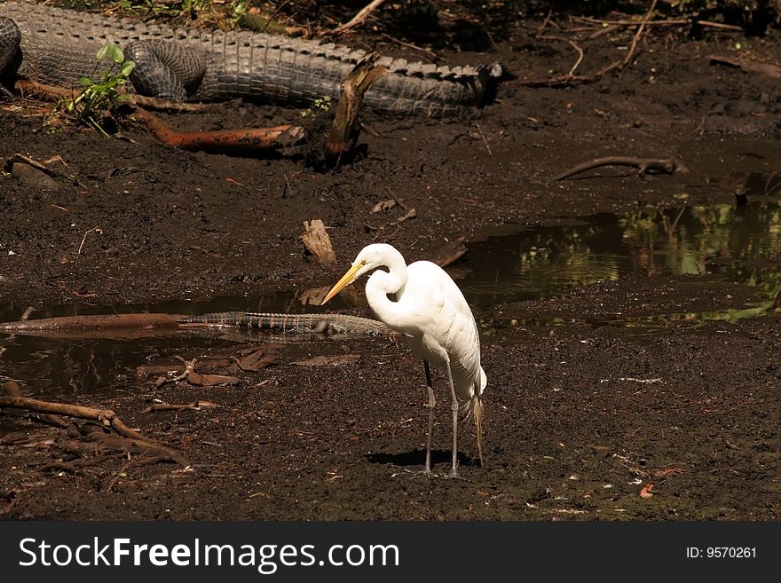 Great white egret with alligators