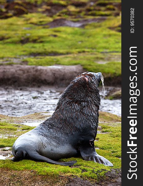 Closeup portrait of single  seal