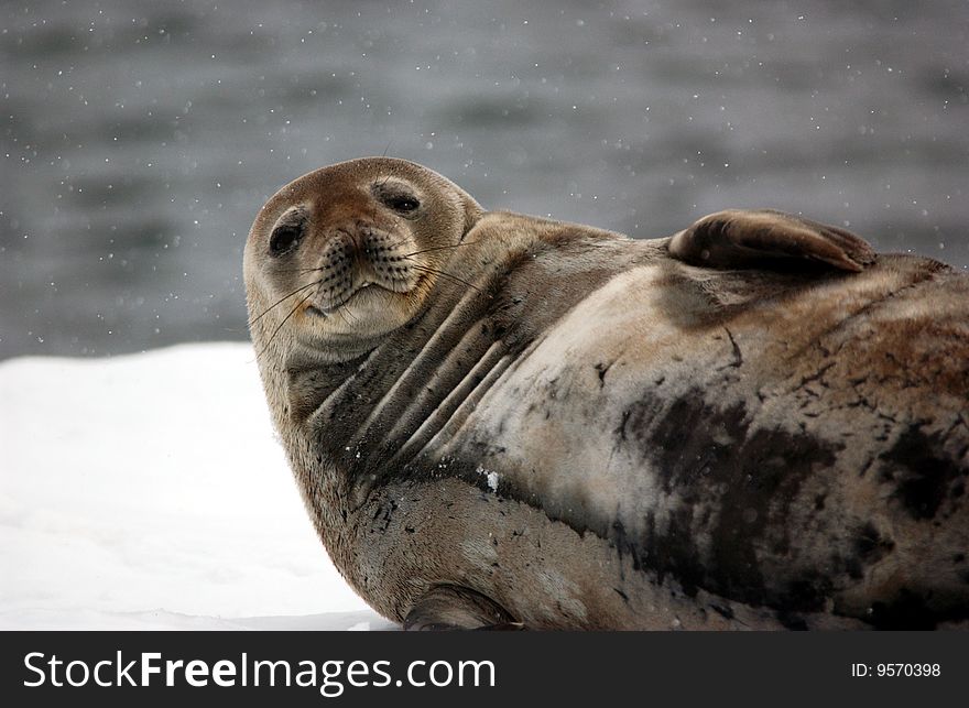 Closeup portrait of single seal