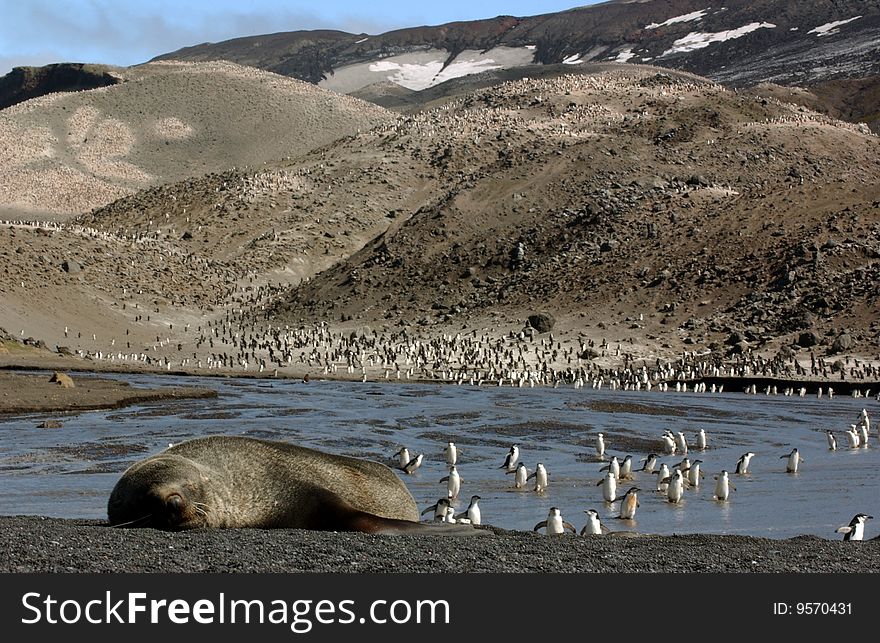 Closeup portrait of single  seal