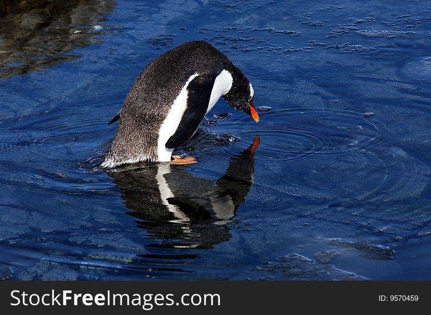 Gentoo penguin pose on ice