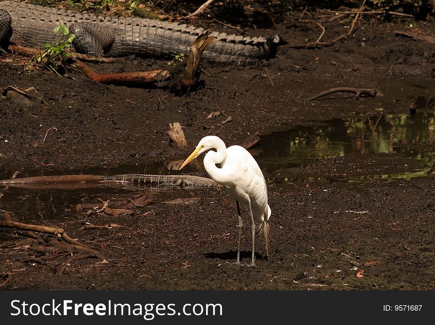 Great Egret