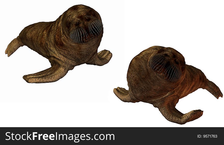 3D walrus