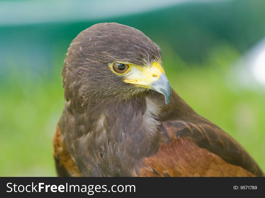 A harris hawk bird of prey concentrating on hunting