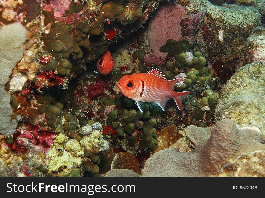 Blackbar Soldierfish (Myripristis jacobus) on a coral reef in Bonaire, Netherlands Antilles.