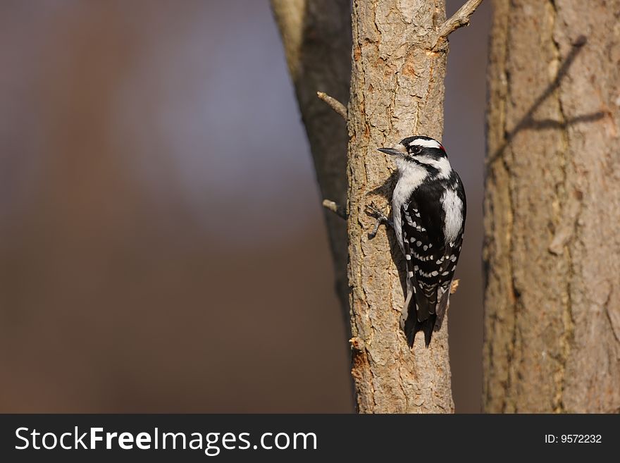 Downy Woodpecker (Picoides pubescens medianus), male in a tree.