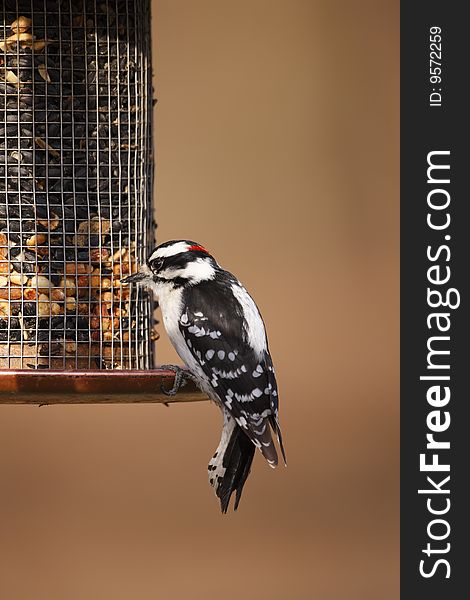 Downy Woodpecker (Picoides pubescens medianus), male on a feeder.