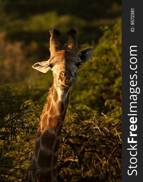 Image of a young Giraffe between some Acacia Trees.