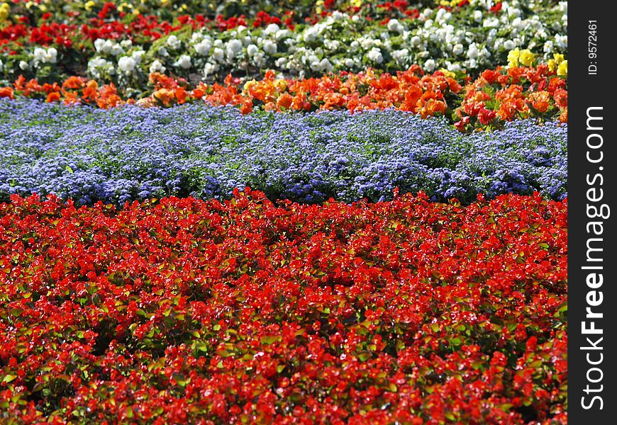 Colorful flowers arranged in rows. Colorful flowers arranged in rows