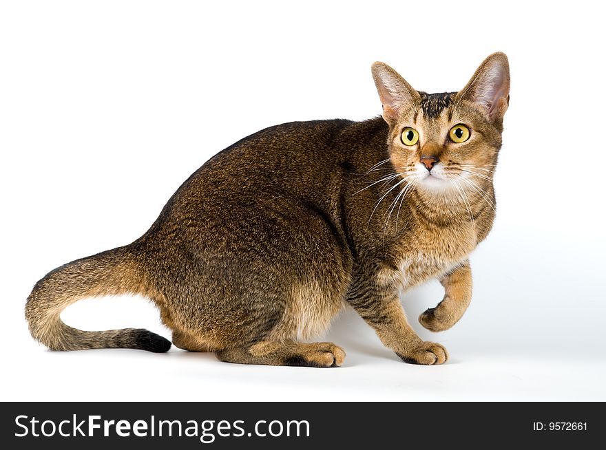 Cat in studio on a neutral background