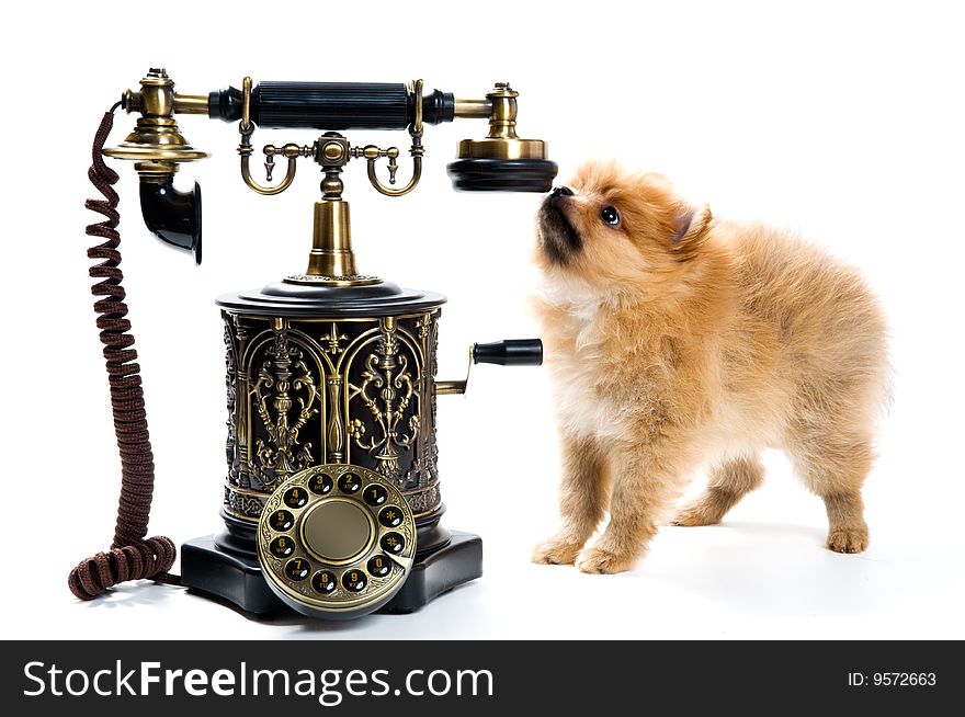 Puppy of a spitz-dog with phone