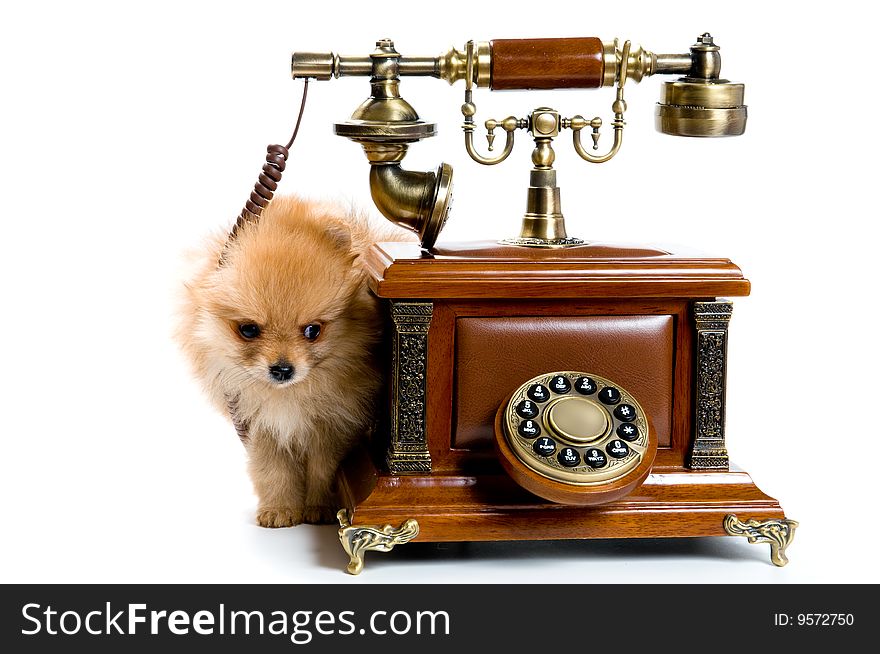 Puppy Of A Spitz-dog With Phone