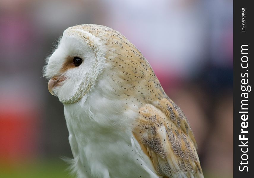 A barn owl bird of prey