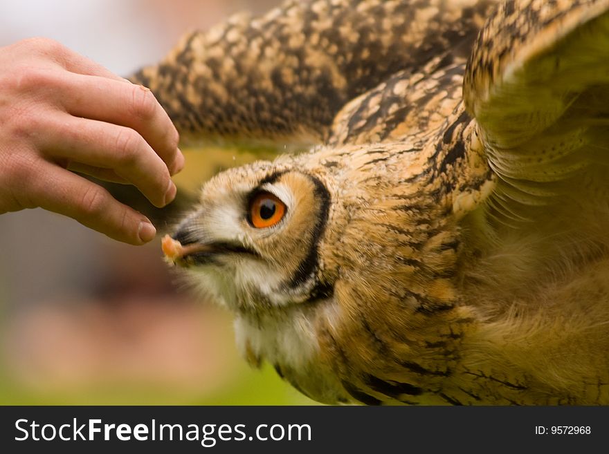A young bengal eagle owl bird of prey