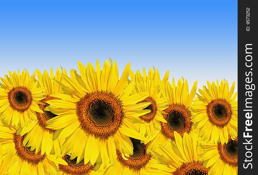 Sunflowers in full bloom set against a blue sky background. Sunflowers in full bloom set against a blue sky background.