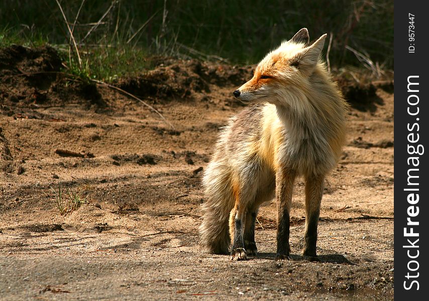 Red fox with scruffy spring coat, Idaho. Red fox with scruffy spring coat, Idaho