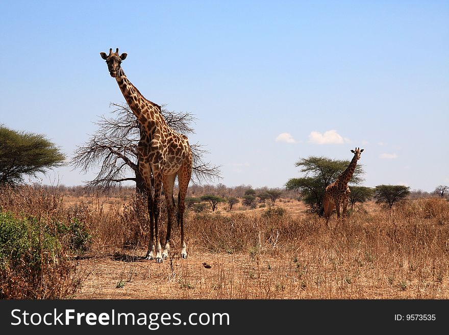 Two giraffes in fron of bushes.