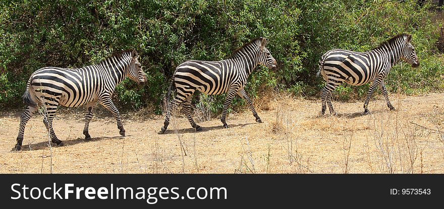 Zebras walking over the bush. National park Ruaha, Tanzania