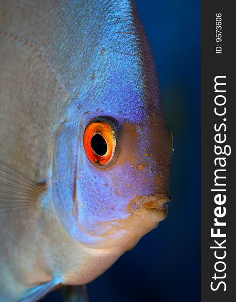 Discus head close up shot in aquarium