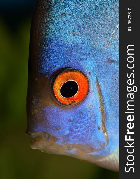 Discus head close up shot in aquarium